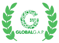GLOBAL GAP Certification